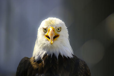 Close-up portrait of eagle against blurred background