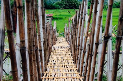 View of bamboo trees in the forest