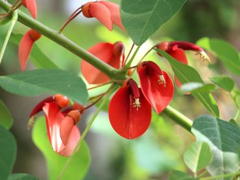 Close-up of red berries growing on plant