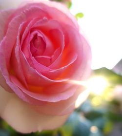 Close-up of rose blooming outdoors