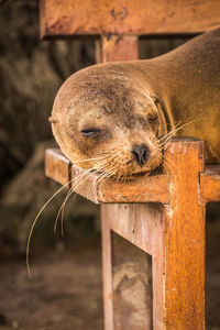 Close-up of seal sleeping on chair at beach