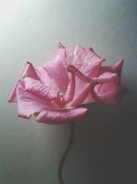 Close-up of pink rose