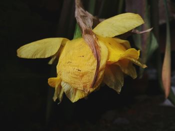 Close-up of wilted flower