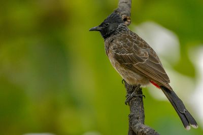 Close-up of bird perching on branch