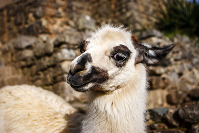 Close-up of sheep