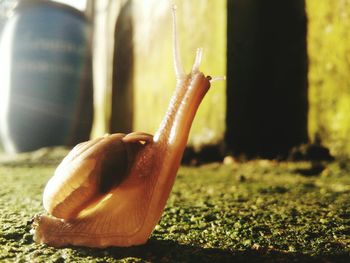 Close-up of snail on moss during sunny day