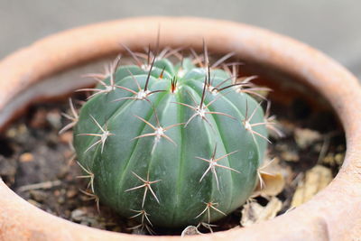 Close-up of succulent plant