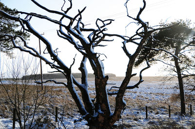 Bare trees on snow covered landscape