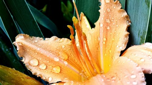 Close-up of wet plant