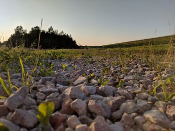 Surface level of rocks on field against clear sky