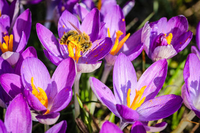 Close-up of bee on purple crocus flowers