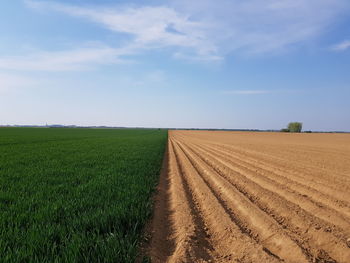 Scenic view of agricultural field against sky