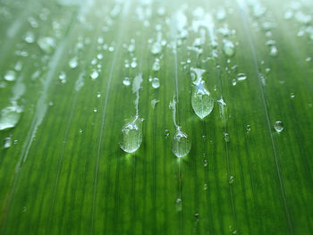 Full frame shot of wet grass