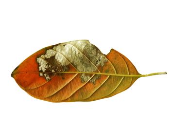 Close-up of dry leaves against white background