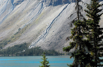 Scenic view of pine trees by lake