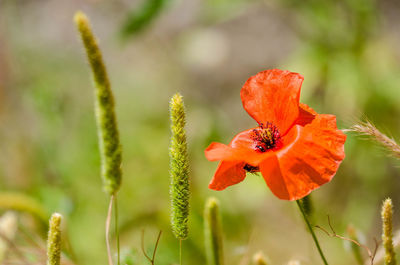 Close-up of red poppy flowers