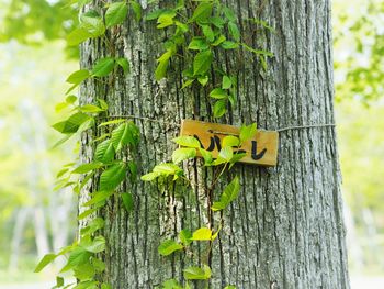 Close-up of ivy growing on tree trunk