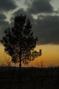 Silhouette tree against sky during sunset