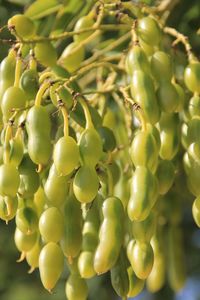 Close-up of plant pods on sunny day