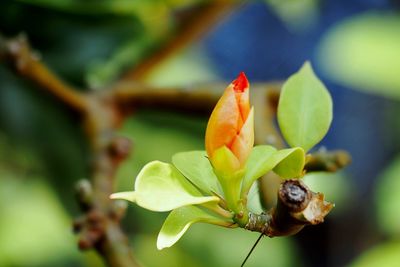 Close-up of flower on plant