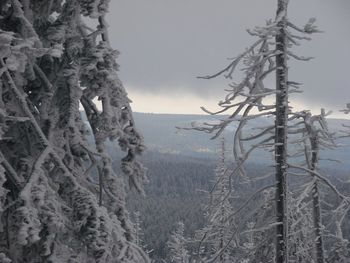 View of trees on snow covered land