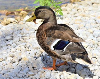 Close-up of bird