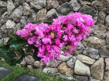 Close-up of pink flowers blooming on rock