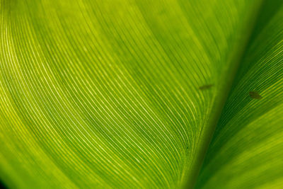 A macro image of a banana tree leaf with the sun shining on it