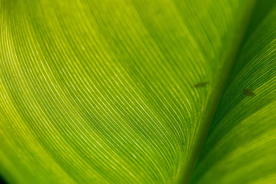 Full frame shot of palm leaves