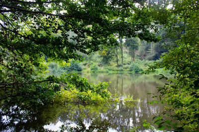 Scenic view of lake in forest