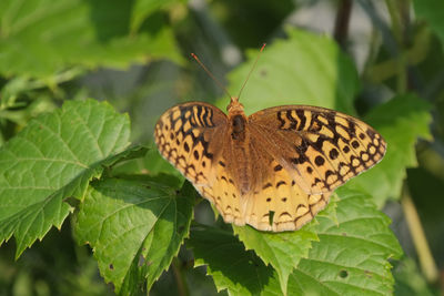 Close-up of butterfly on leaves