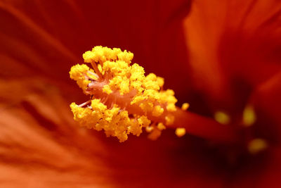 Macro shot of white flower blooming