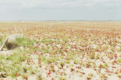 Close-up of flowers growing in field