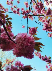 Low angle view of pink flowers