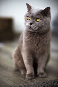 Close-up portrait of a cat