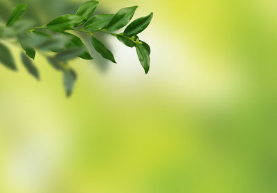 Close-up of fresh green plant