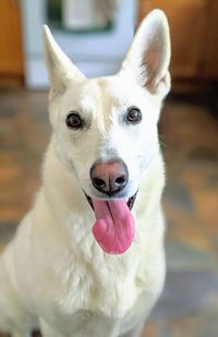 Close-up portrait of a dog