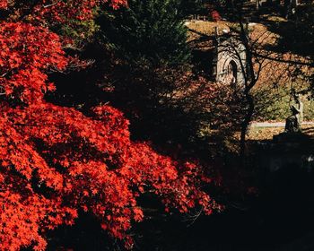 View of trees during autumn