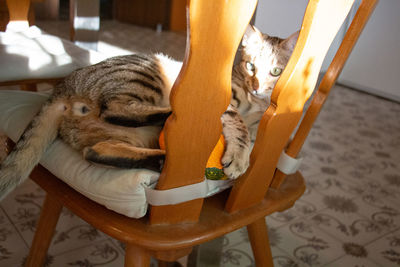 Midsection of cat resting on chair at home