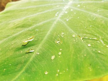 Full frame shot of raindrops on green leaves