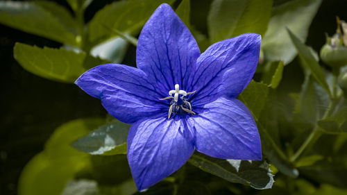 Close-up of purple blue flower