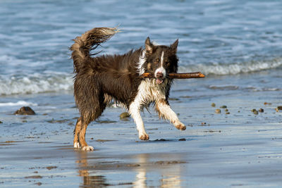 Full length of dog running on beach