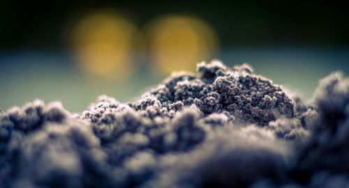 Close-up of plant against blurred background