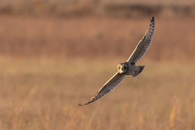 Close-up of a bird flying