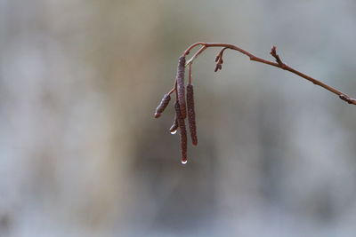 Close-up of frozen plant