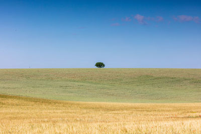 Vast landscape.. a tree walks the plain