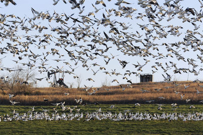 Birds flying over field