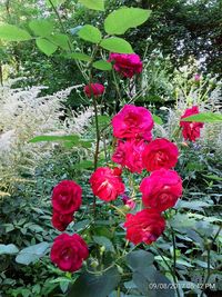 Close-up of red flowers blooming outdoors