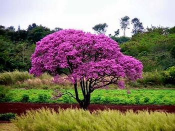 Pink flowers blooming in park