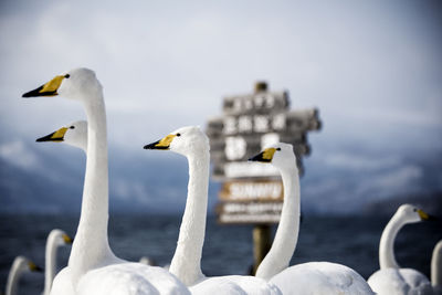 Close-up of swans on lake against sky